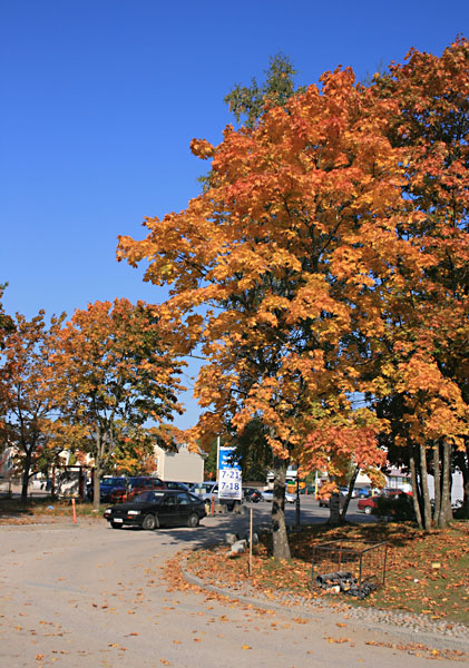 Sillankorvankatua